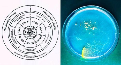 Physarumandbauhaus.jpg