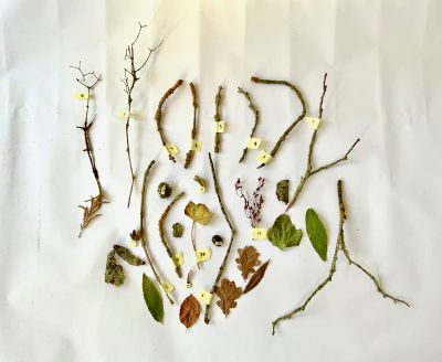 Pigment series.jpg