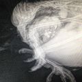 Thumbnail for version as of 12:55, 27 January 2023