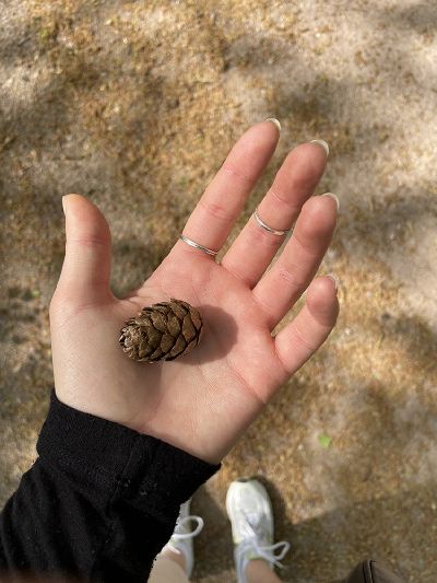 Pinecone.jpg