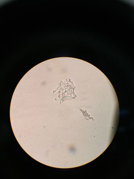 File:Pipette-2-8-dn.jpg