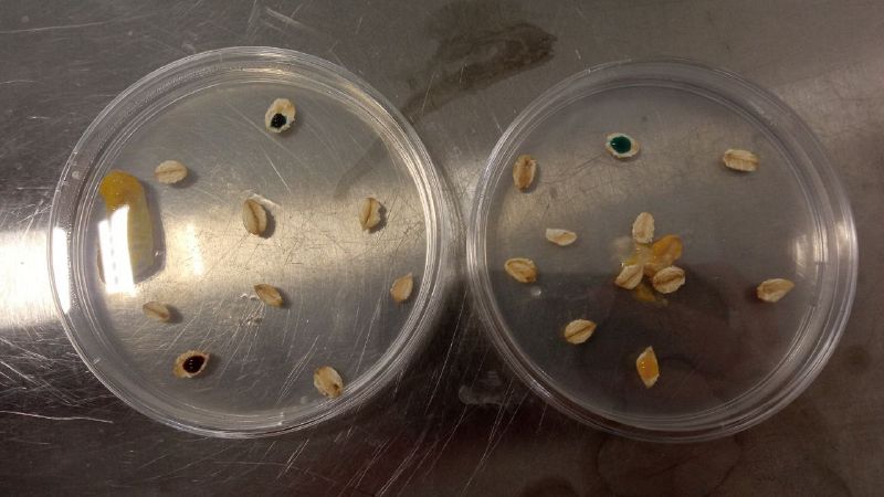 File:Placing everything in Petri dish.jpg