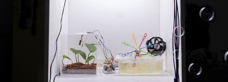 File:PlantPlant - Dyah.jpg
