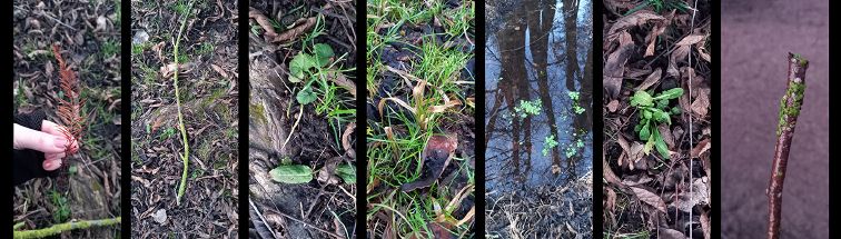 Plants around the pond