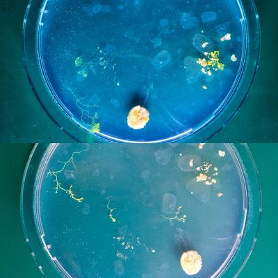 Plasmodium 2nd day vs. 3rd day