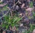 Thumbnail for version as of 21:19, 1 February 2025