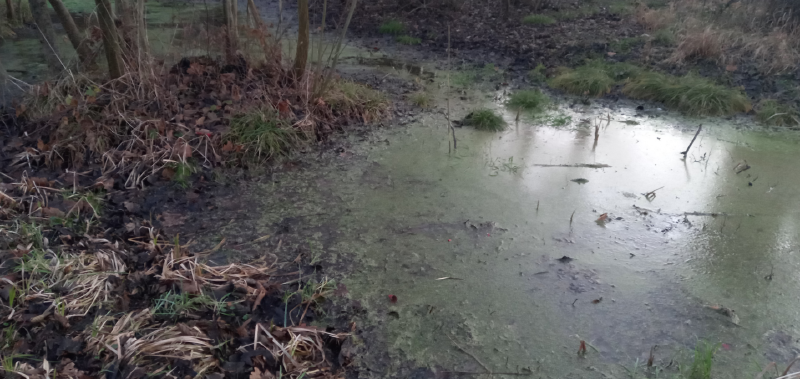 File:Pond2025n.png