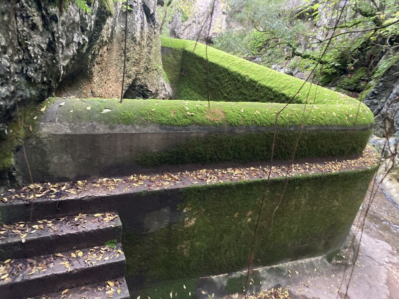 File:Portugal moss2.JPG