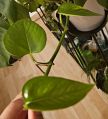 Pothos - Jade