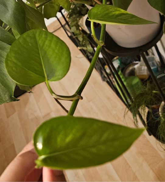 File:Pothos - Jade.jpg