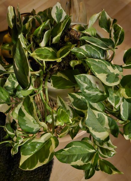 File:Pothos - Pearls & Jade.jpg