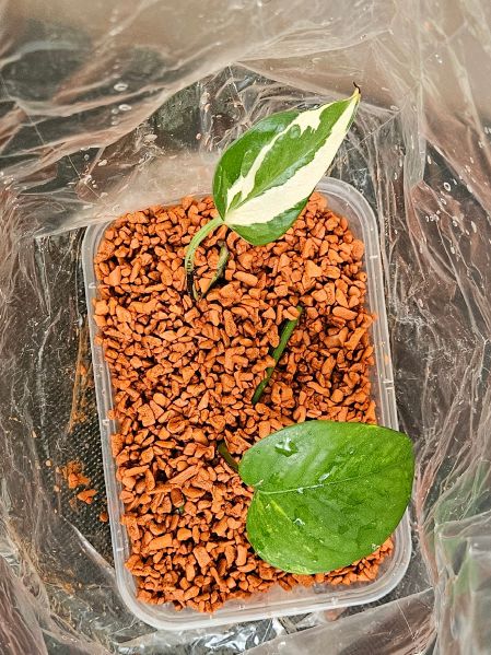 File:Pothos seramis.jpg