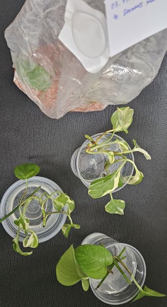 File:Pothos water and seramis.jpg