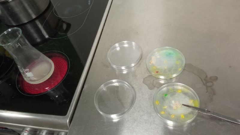 File:Preparing agar again.jpg