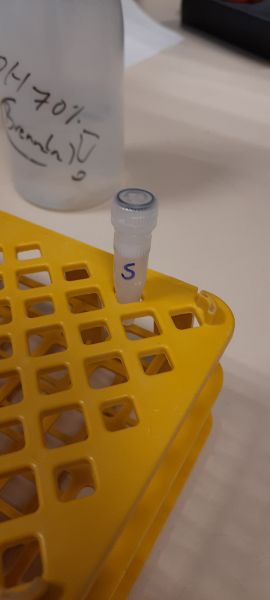 File:Preparing samples for DNA analysis.jpg