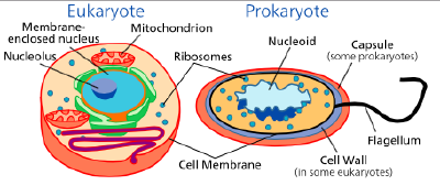 Procaryotes-eucaryotes.png