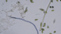 Protists euglena.png