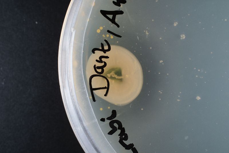 File:REC-Antje-Kohlrabi-DSCF7801-101222.jpg