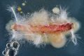 REC-Antje-Radish-Root-Tail-DSCF7825-101222.jpg