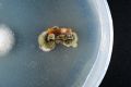 REC-Martin-Banana-Trunk-DSCF7856-111222.jpg