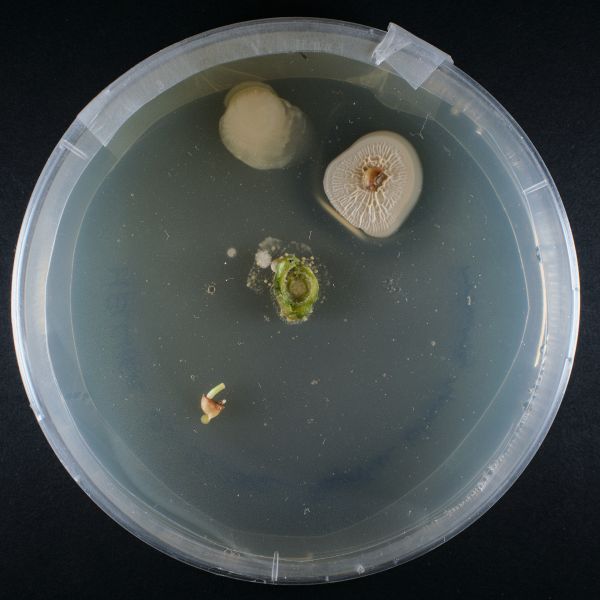 File:REC-Martin-Paprika-Trunk-Seed-DSCF7784-101222.jpg