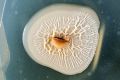 REC-Martin-Paprika-Trunk-Seed-DSCF7811-101222.jpg
