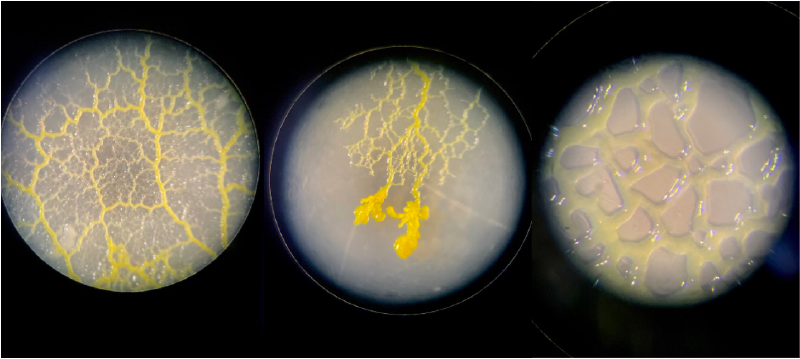 File:Recording of different samples of Physarum Polycephalum seen through a magnifying glass and microscope..png