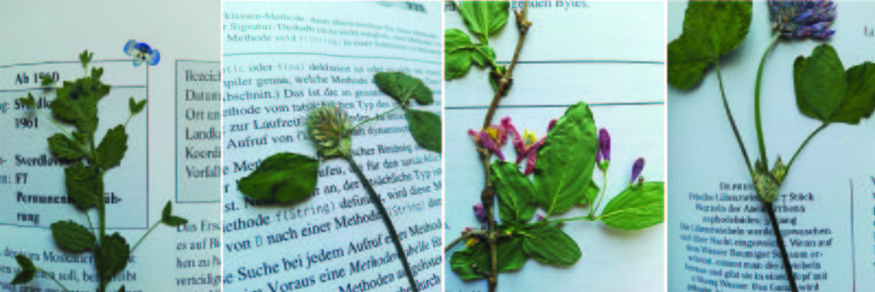 File:Referencias botanicas.jpg