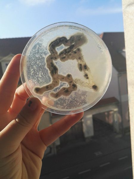 File:Resultado dibujo bacterias .jpg