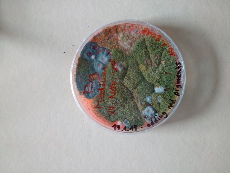 File:Rot1.jpg