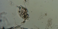 Thumbnail for version as of 09:49, 23 June 2024