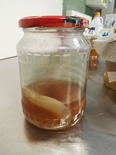 SCOBY FUNGUS.jpg