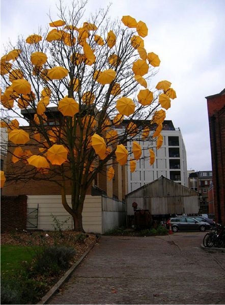 File:Sam Spencer umbrella tree wiki.jpg