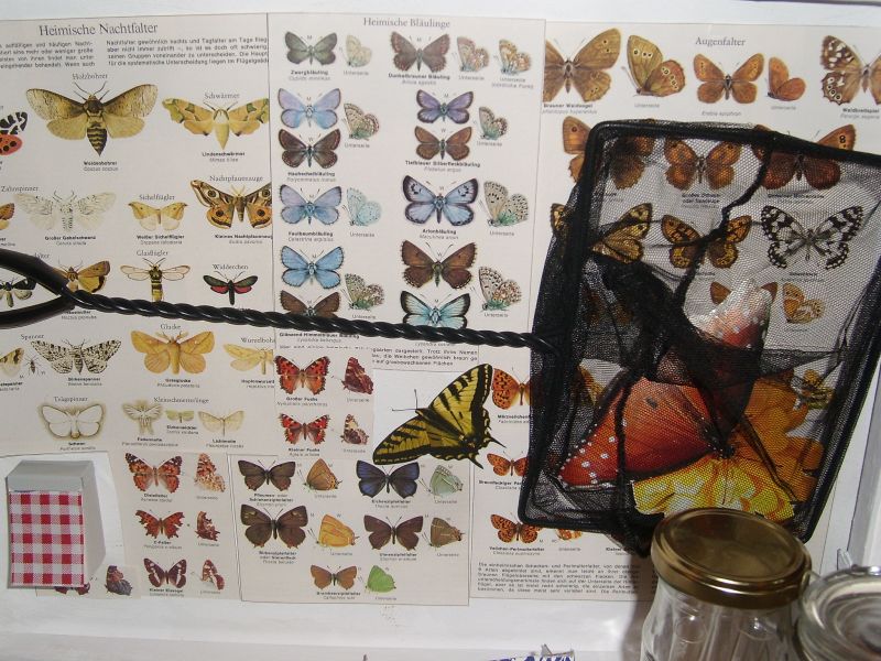 File:Schmetterlingskoffer3.JPG