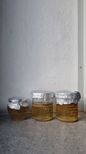 Scoby2.jpg