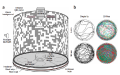 Schematic diagram of the walking arena. A 24.5 cm tall printed paper cylinder is backlit by an array of 8 halogen lights. Source: Branson et al (2009)