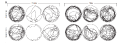 Differences within and among individual flies. (a) The first and second halves of trajectories for three male and three female flies. Source: Branson et al (2009)