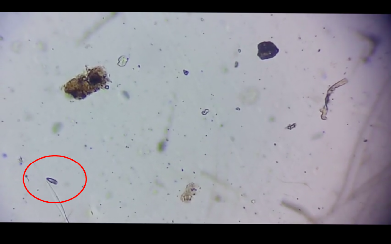 File:Screen Shot 2021-01-07 at 2.25.23 PM.png