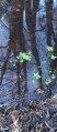 Thumbnail for version as of 18:24, 26 January 2025