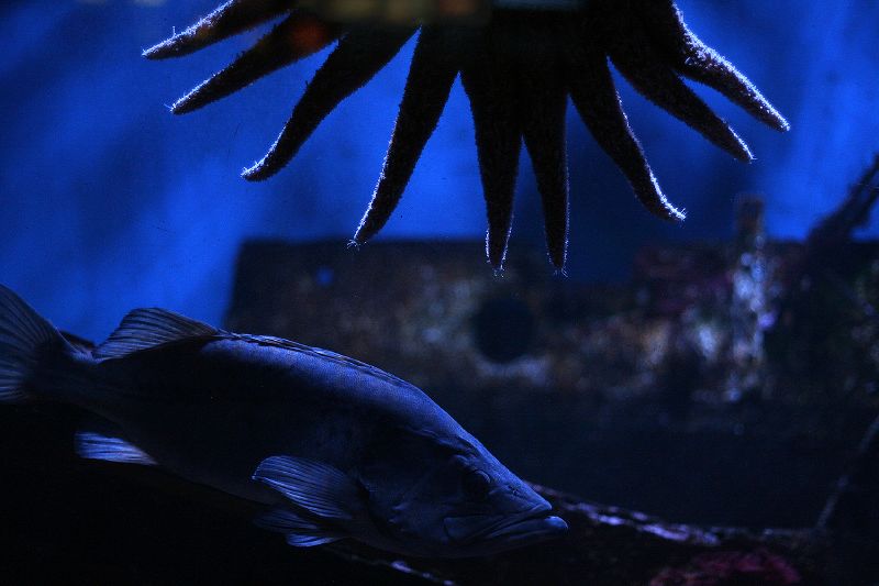 File:Sealife1.jpg