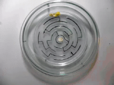 Slim mold puzzle.gif