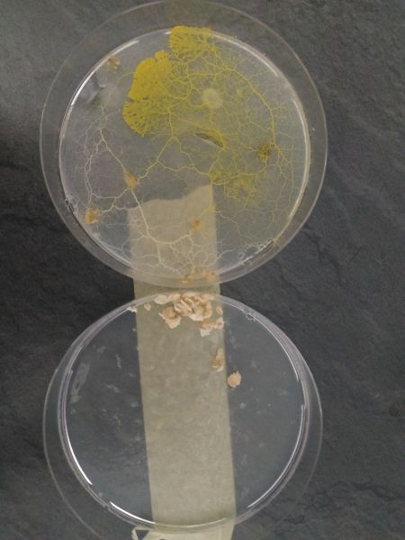 File:Slime1-3dn.jpg