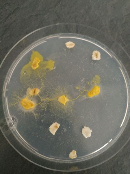 File:Slime1-4.jpg