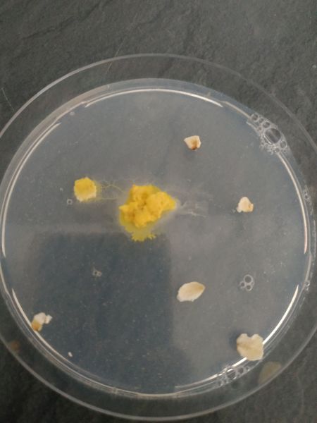 File:Slime2-2.jpg