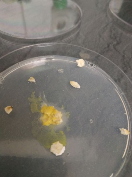 File:Slime2-3.jpg