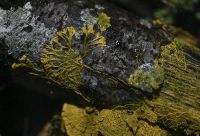 Slime mold.jpeg