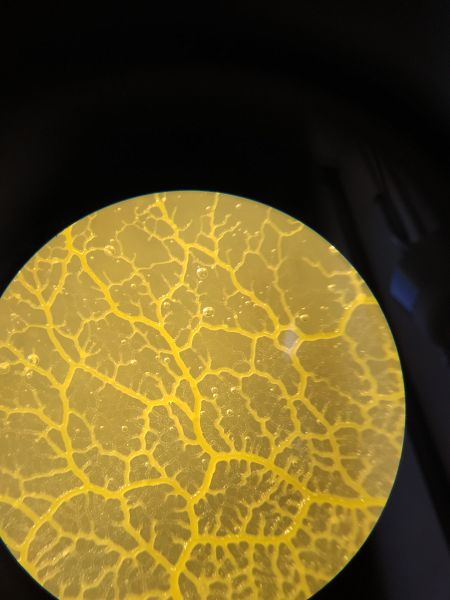 File:Slimemold3.jpg