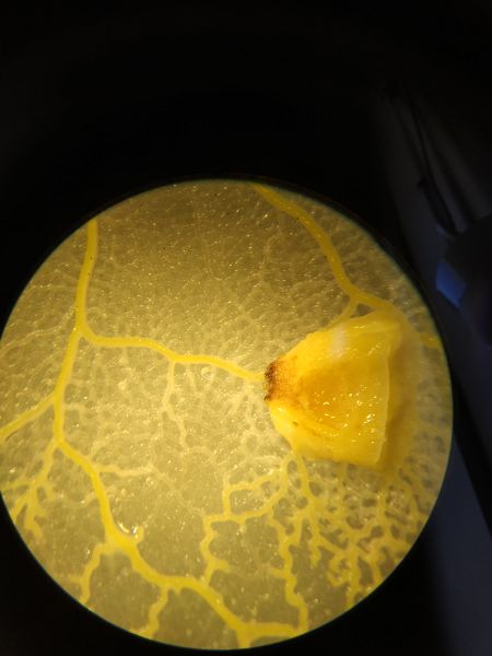 File:Slimemold4.jpg