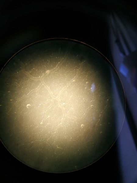 File:Slimemold5.jpg