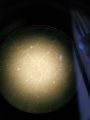 Thumbnail for version as of 17:05, 11 January 2021